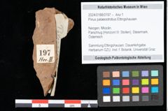 Foto (Objekt + Etikett) von Pinus palaeostrobus Ettingshausen (NHMW-GEO-2024-0188-0197)
